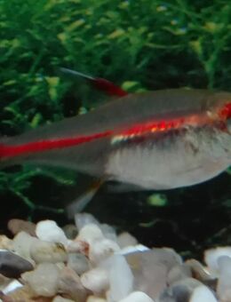 Glühlichtsalmler, Amapa - Hohenroth