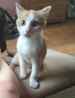 Katzenbaby, männlich - Roigheim