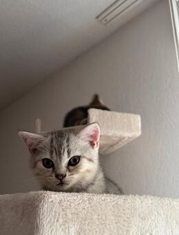 Babykitten BKH - Hamm