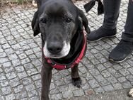 Marley - sehr zutraulich - NOTFALL - Westerholt