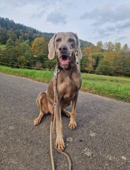 Grizzly - Rüde - Neuhausen (Fildern)