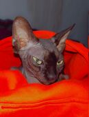 Canadian Katze in 97500