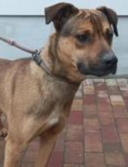 Alex sucht ein Zuhause - Elsenfeld