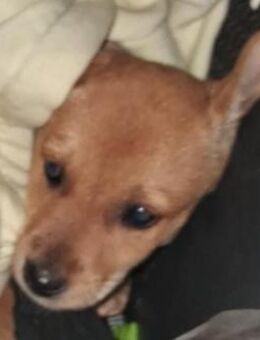 Toffee 🩷🩷🩷 sanfte angenehme Hündin - Bad Karlshafen