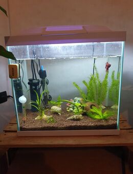 Kampffisch Männchen plus Aquarium - Hückelhoven