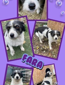 kleine süße Fara sucht ein Zuhause - Nürnberg