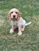 Cocker Spaniel Frieda sucht dringend ein neues Zuhause in 53844