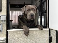 Cane Corso Hündin - Bad Salzuflen