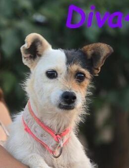 Diva4 vertrauensvoll und lieb 05/22 ESP - Ruppertsecken