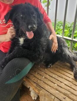 Blacky der Schmuser - Velbert