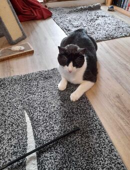 Kater 4 Jahre Alt gegen Schutzgebür abzugeben in Bremerhaven - Bremerhaven