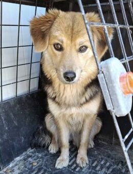 Tinka sucht ein schönes Zuhause - Blankenheim (Nordrhein-Westfalen)