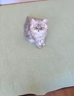Hauskatze - Solingen (Klingenstadt)