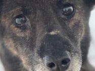 Lotti ist eine vorsichtige Hündin 🐾 - Elsdorf (Nordrhein-Westfalen)