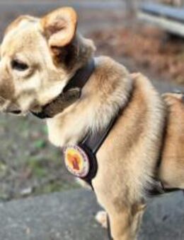 Schüchterne Sintra sucht Ruhepol - München