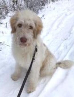 Kenobi sucht seine eigene Familie - Hüllhorst