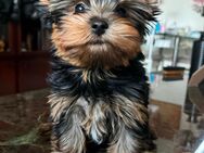 Yorkshire Terrier Welpen - Ingelheim (Rhein)