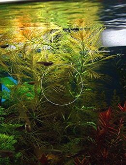 Quirlblättriges Tausendblatt, Aquarienpflanze, Versand/ Abholung - Mechernich