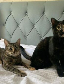 Jule und Leni suchen ein Zuhause - Kleinostheim