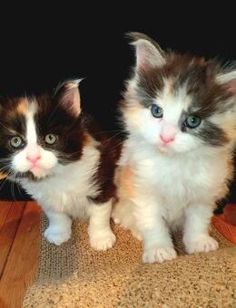 2 Maine Coon Kitten weibchen (ohne Stammbaum) - Süderbrarup