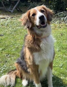 Iris, verschmuste Hündin, 8J in 85591 - Vaterstetten