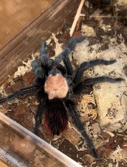 Brachypelma Albiceps Vogelspinne - Moringen