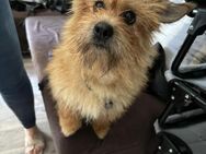 🩷Pici 🩷4-jährige Norwich Terrier Mix - Kassel