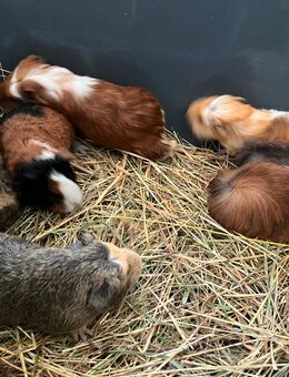 Meerschweinchen Jungtiere sowie kastrate - Schiffweiler