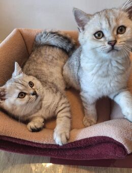 Reinrassige BKH Kitten - Ingolstadt