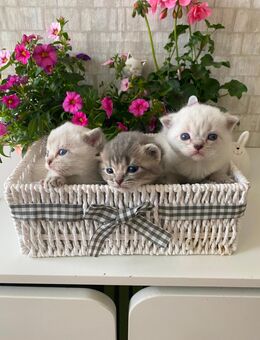 BKH Kitten - Papenburg