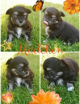 Chihuahua Welpen reinrassig LH - Dobbertin