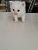 Little Whity white nose sucht ein Zuhause in 58636