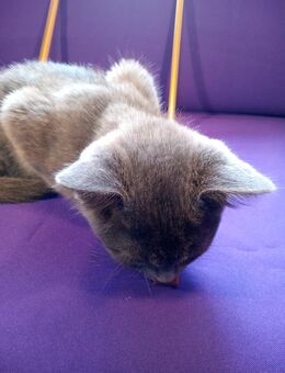 Kitten in Grau - Mischling, Russisch Blau BKH Optik - Neitersen