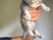 Bkh Kurzhaar Babys - Winnweiler
