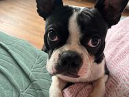 Boston Terrier Dringende Neuansiedlung - Köln