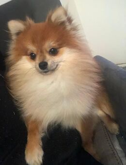 Zwerg Pomeranian - Hamm