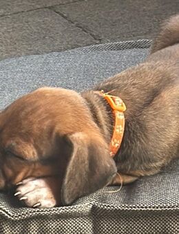 Rhodesian Ridgeback Mix Welpen mit Familienanschluss suchen neues liebevolles Zuhause - Pforzheim