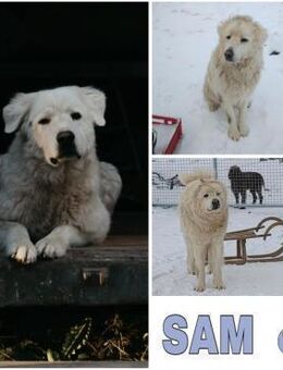 SAM -toller Maremmano Rüde- - Duisburg