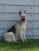 Osteuropäischen Schäferhund Rüden abzugeben in 01594