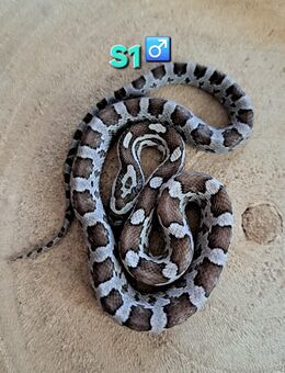 Kornnattern Anery - Gelsenkirchen Heßler