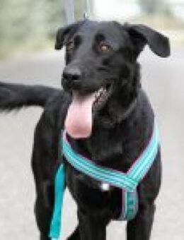 Merlin, großer Traumkerl, ca 6 Jahre - Vaterstetten