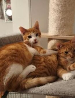 Alfie und Porto - Ellerbek