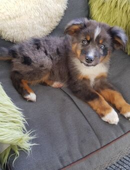 Mini Australian Shepherd Welpen - Haltern (See)