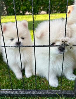 Pomeranian Zwergspitz Welpen - Espelkamp