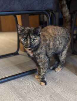 Schmusekatze sucht Einzelzuhause - Reinsfeld