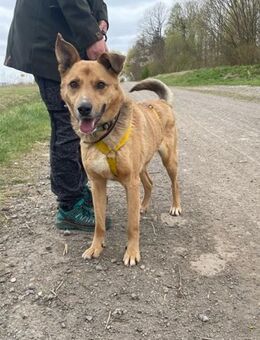 Buddy, liebenswerter Rüde - Bückeburg