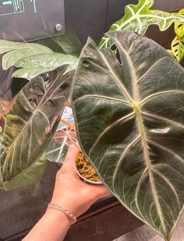 Alocasia Pink Dragon Rhizome - Buttstädt Zentrum