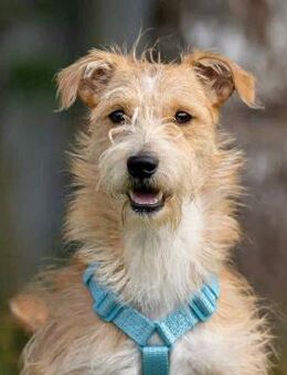 Hübscher Garik sucht seine Familie - Duisburg