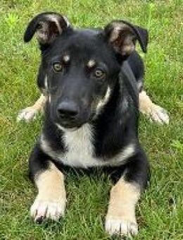 Winston toller kleinerer Junghund - Hüllhorst