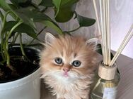 Baby Katze - Hannover Buchholz-Kleefeld
